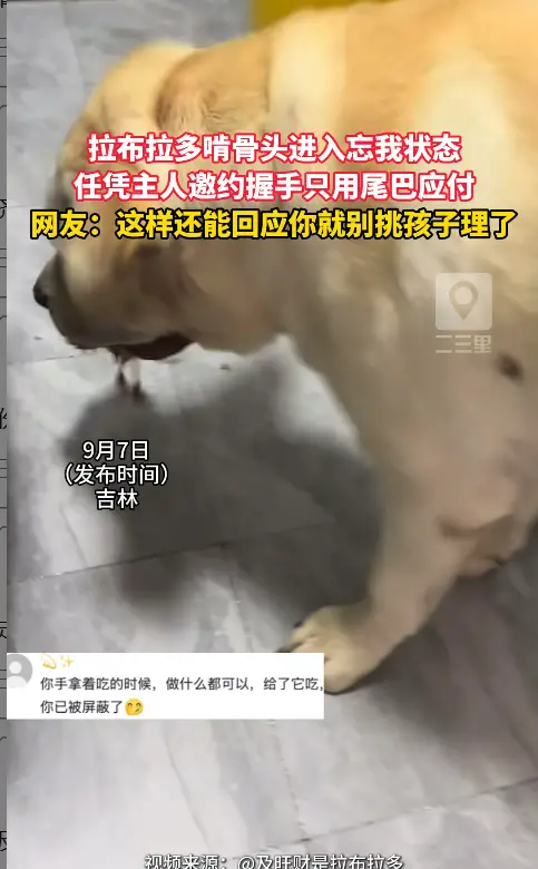 拉布拉多埋头啃骨头沉浸干饭，主人发出握手邀约狗狗只用尾巴敷衍回应。