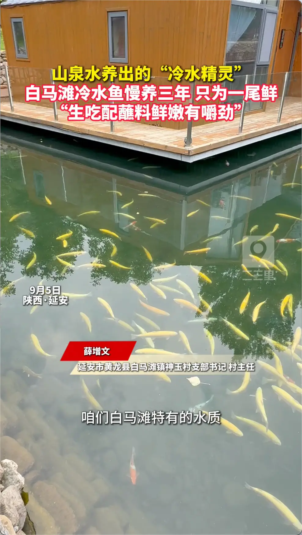白马滩冷水鱼慢养三年，只为一尾鲜！“生吃配蘸料鲜嫩有嚼劲”