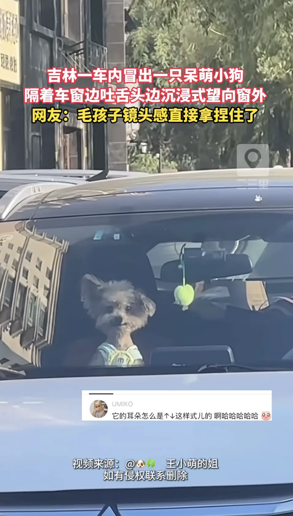 吉林一车内冒出一只可爱小狗，隔着车窗直勾勾看着外面，自带满满的镜头感。