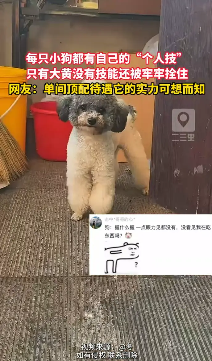 狗狗天团集体秀技能，唯独大黄被拴住深藏不露的狠人实锤。