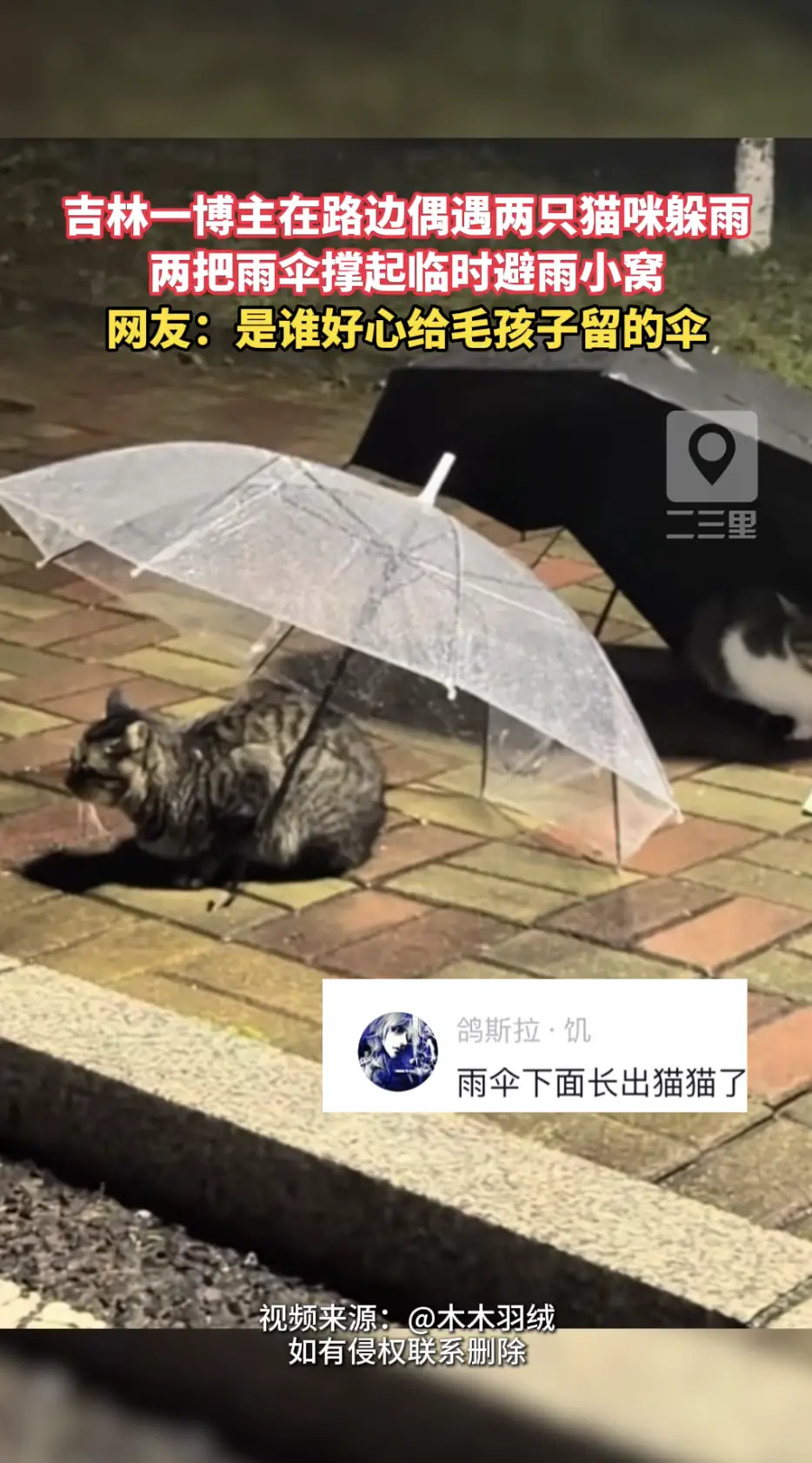 吉林一位博主雨夜路过路边，偶遇两只猫咪躲在两把雨伞下面避雨