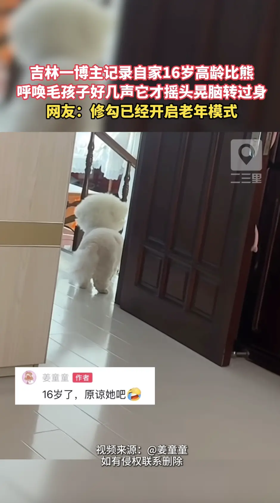 吉林一博主分享自家16岁比熊！主人喊了好几声，它摇头晃脑反应过来。
