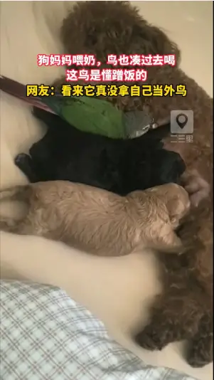 这鸟是真没拿自己当外鸟，小狗开饭，它挤进去就是一顿蹭