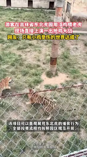 吉林省东北虎园上演老虎抢鸡大战！这虎是懂战术的先吼再抢，一招“先声夺鸡”直接拿下