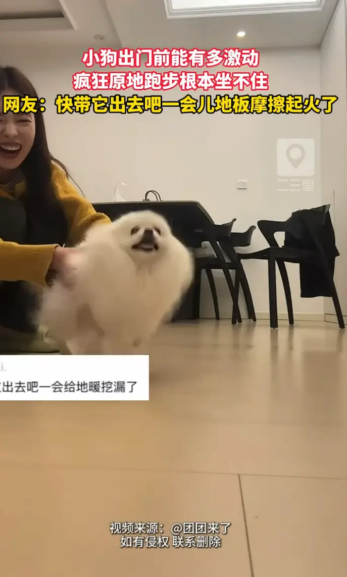 还没出门，小狗已经激动到快要把地板跑冒烟。