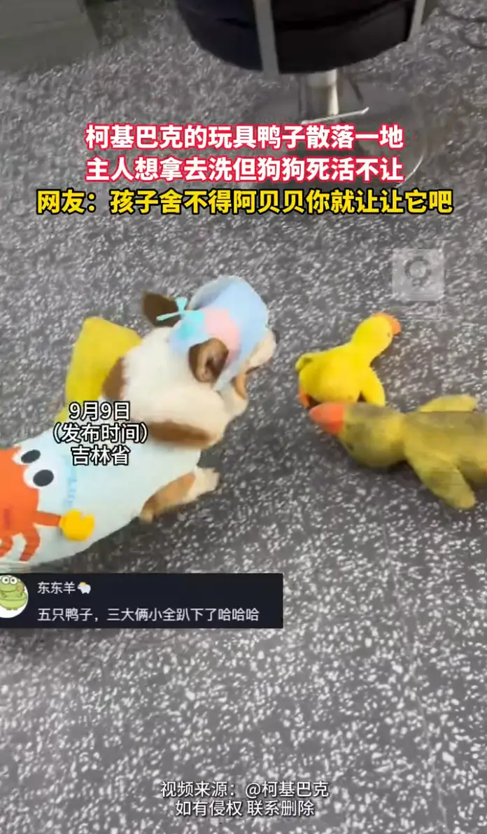主人想洗鸭子玩具，柯基拼命护住小狗的占有欲真的太强了。