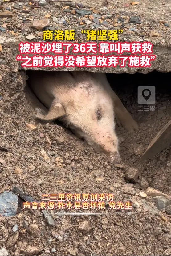 商洛版“猪坚强”，被泥沙埋了36天，靠叫声获救，“之前觉得没希望放弃了施救”