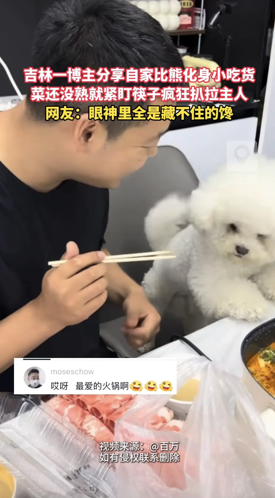 吉林一位博主分享家里的比熊小狗化身小吃货，菜还没煮熟毛孩子就急得不行