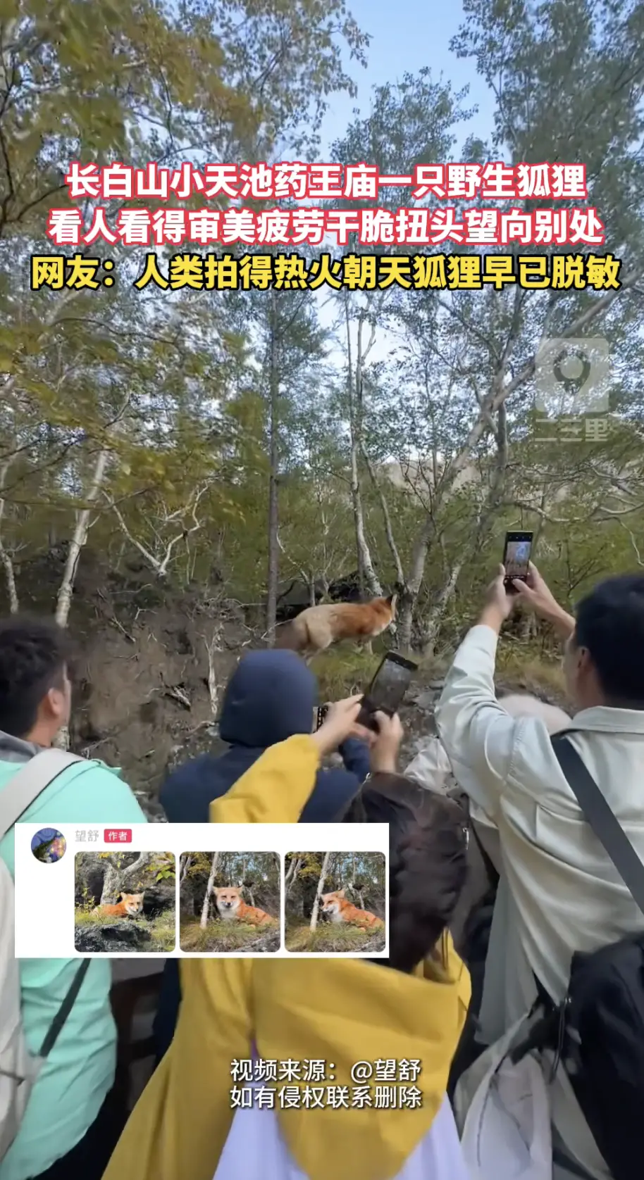 长白山小天池药王庙一只野生狐狸，面对扎堆举着手机拍摄的人群，狐狸早已习以为常