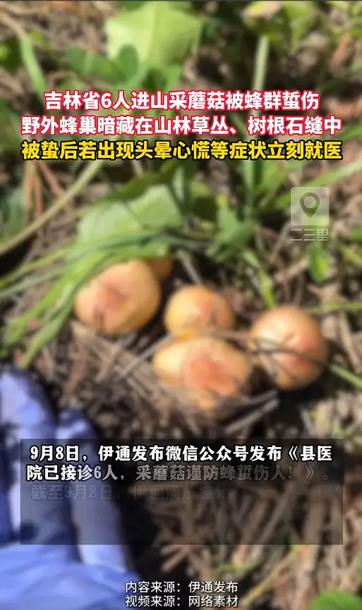 吉林省伊通县已有多人采蘑菇时被蜂蜇伤，野外蜂巢隐蔽，进山采摘务必做好防护