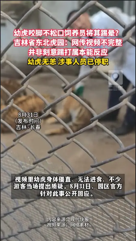 网传幼虎被饲养员踢晕，吉林省东北虎园作出回应