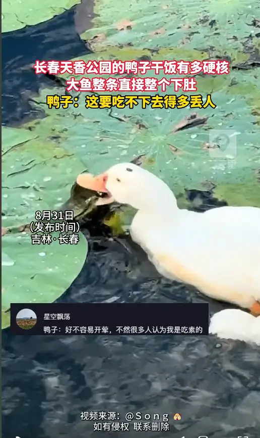 小小的鸭脖藏着大大的本事，整条大鱼一口闷