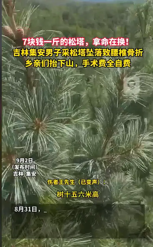 “从来不系安全绳”吉林男子采松塔从10米高树坠落