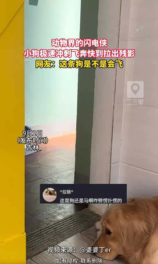动物界闪电侠实锤！小狗极速飞奔快到拉出残影