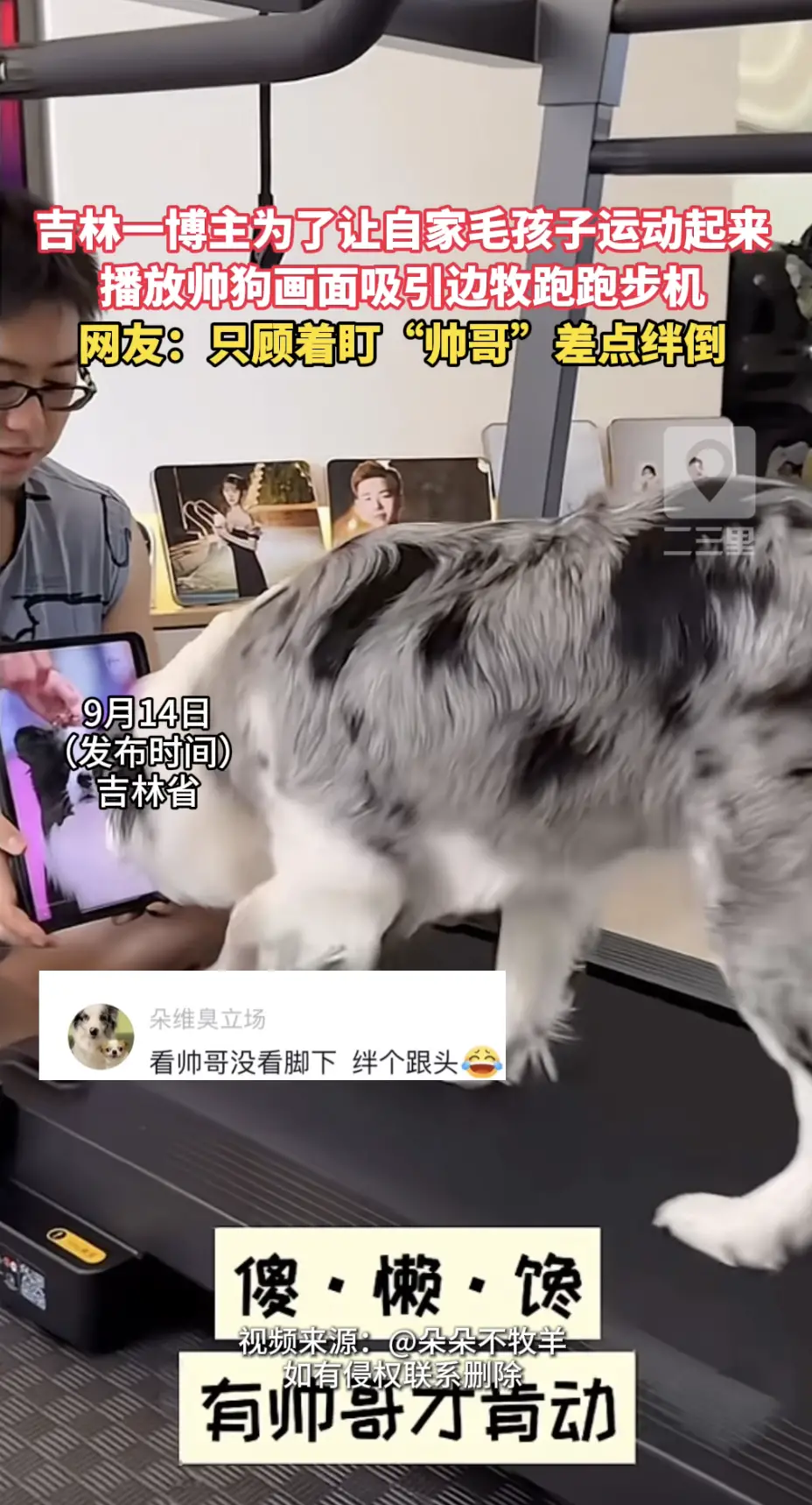 吉林一位博主为督促自家边牧运动，平板播放帅狗画面，来吸引狗狗跑跑步机