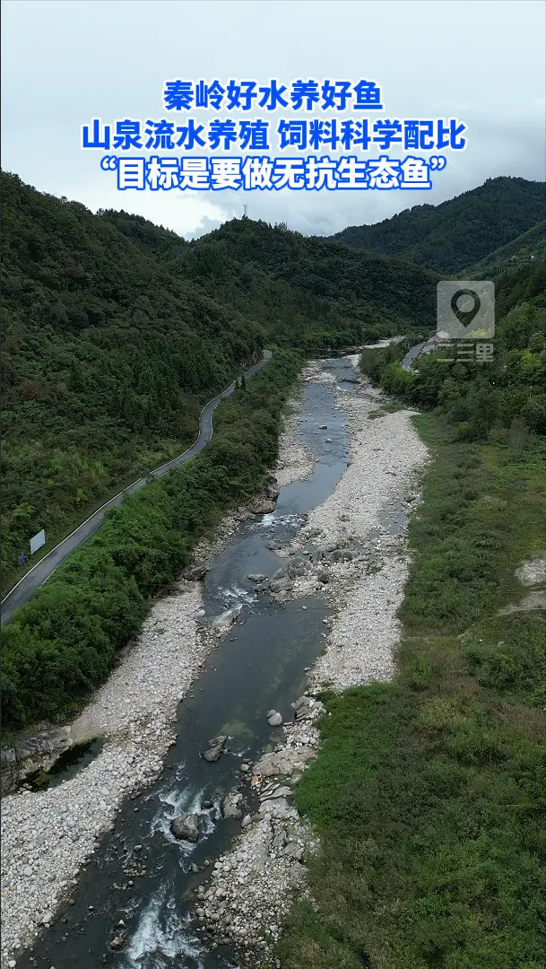 秦岭好水养好鱼，山泉流水养殖 饲料科学配比，“目标是要做无抗生态鱼”