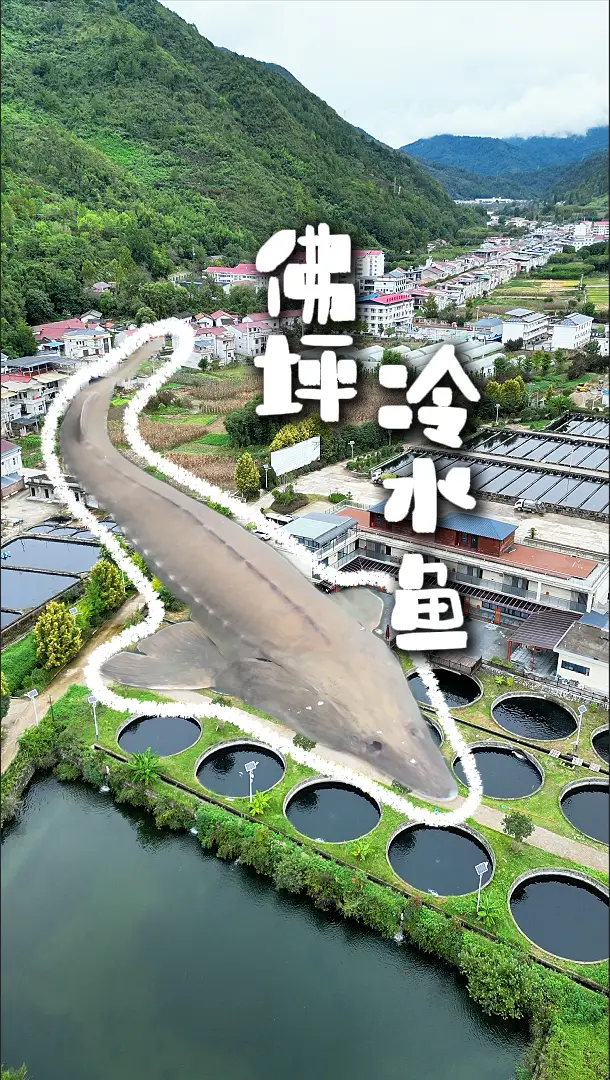 一条佛坪冷水鱼的一生