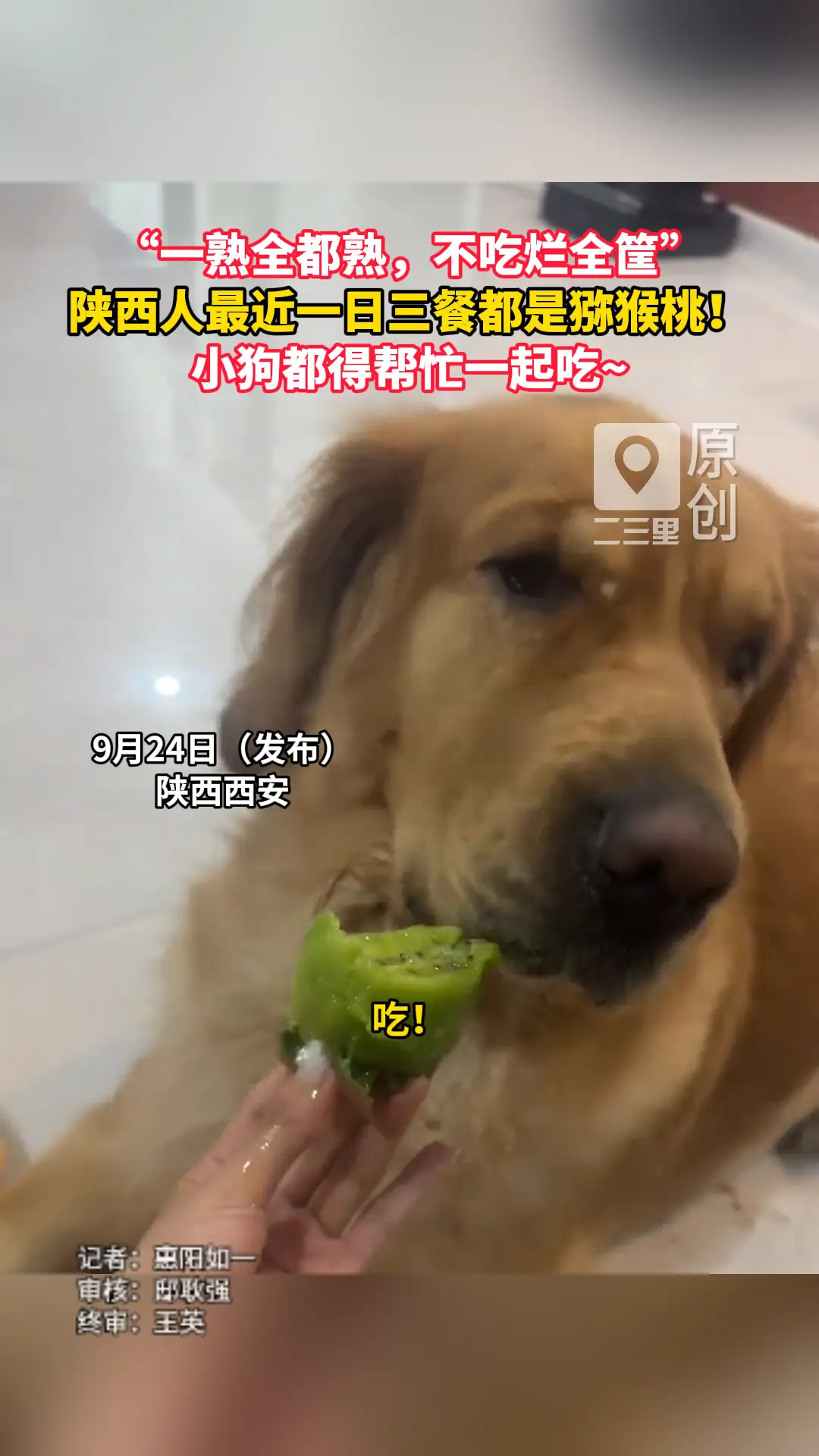 “一熟全都熟，不吃烂全筐”，陕西人最近一日三餐都是猕猴桃！小狗都得帮忙一起吃~