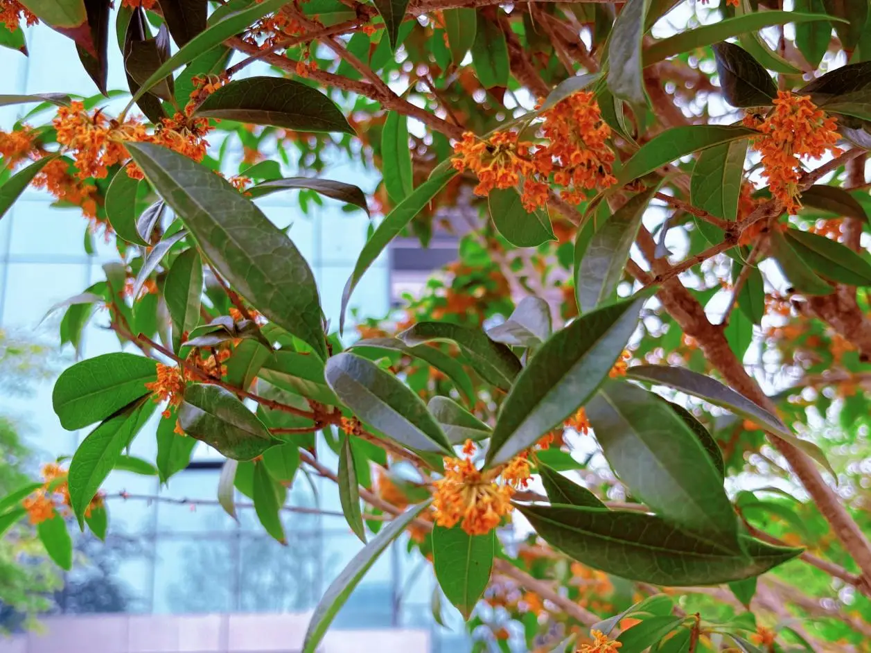 太香咧！在高新被桂花“腌”入味了