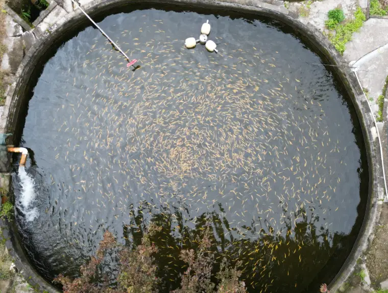 从秦岭深山到东南亚市场 佛坪小小鲟鱼跑出产业大天地