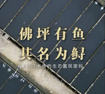 佛坪有鱼 其名为鲟 