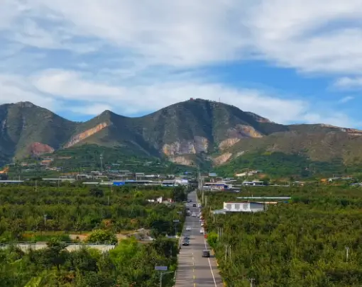 国庆游富平！来富平曹村，看枝头红柿累累