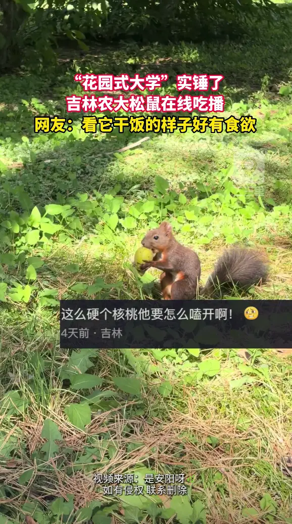 吉林农业大学松鼠在线吃播，看它干饭的样子太有食欲了