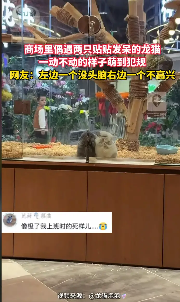 商场里两只龙猫紧紧靠在一起发呆，一动不动神态各有各的小情绪