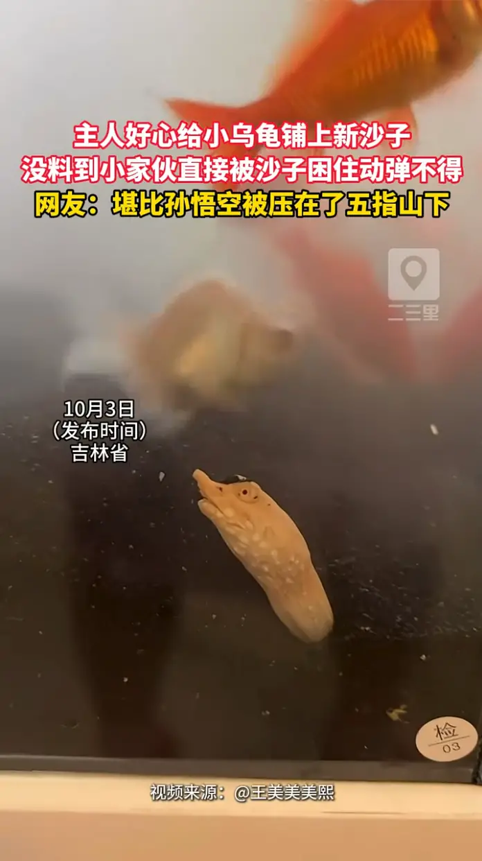  主人给小乌龟铺上新沙子，没想到小家伙直接陷进去被困住，画面又好笑又揪心。