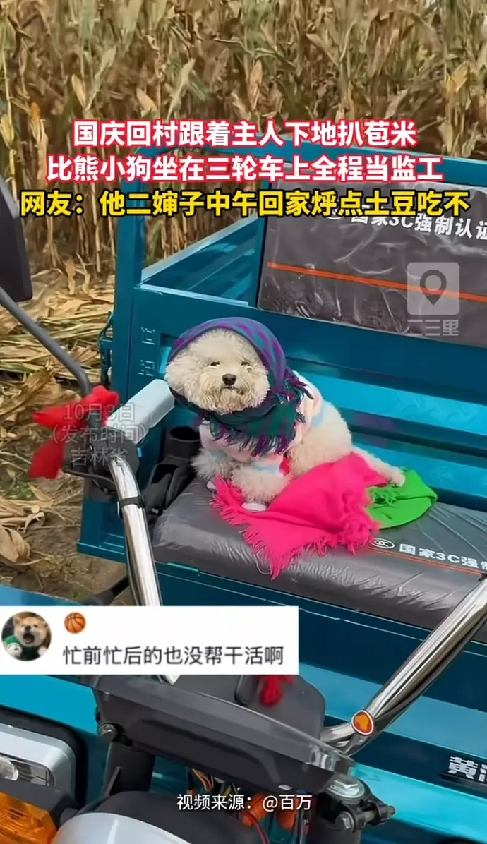 国庆回乡下秋收，比熊小狗坐三轮车陪主人下地扒苞米，乖乖当监工氛围感拉满。