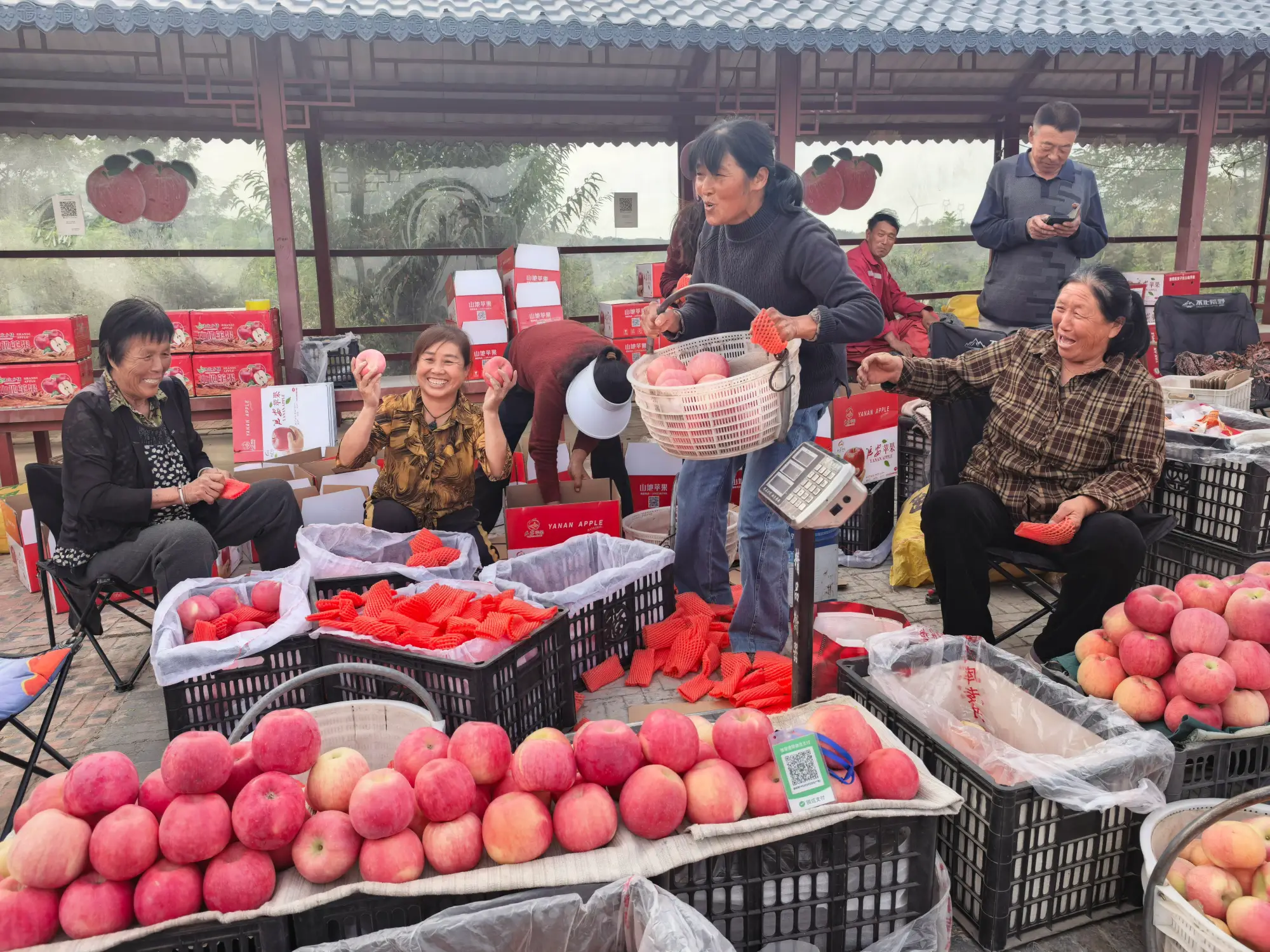 一场会议凝聚抗日心，一片果园铺就致富路，走进延安子长瓦窑堡，看革命老区的今昔之变