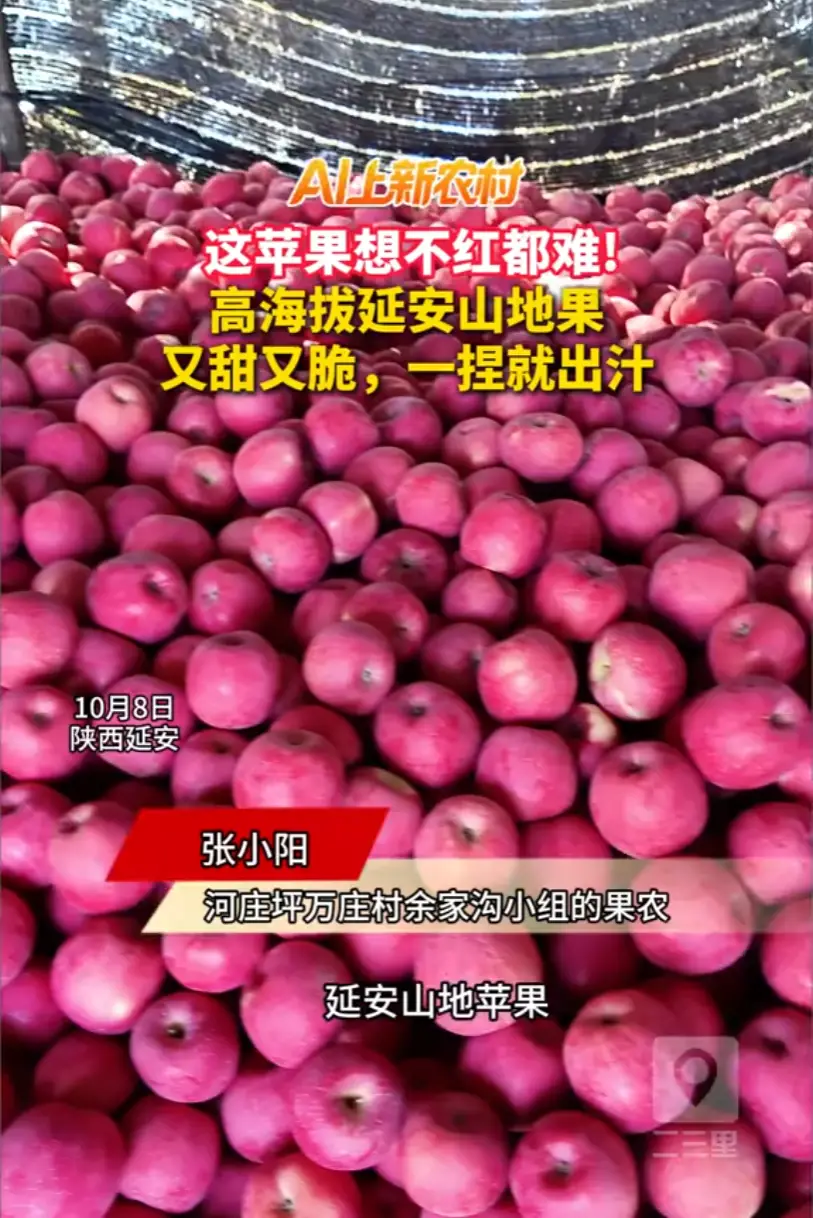 58 岁果农张小阳！种苹果 40 年，施肥只用羊粪有机肥，果园销路有多广？采摘、线上、单位订单全都有