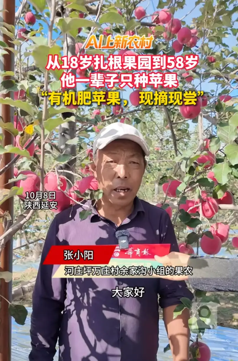 看这满树红苹果！果农张小阳高海拔山地种苹果，捏开全是果汁，超长日照，脆甜爆汁，欢迎品尝！