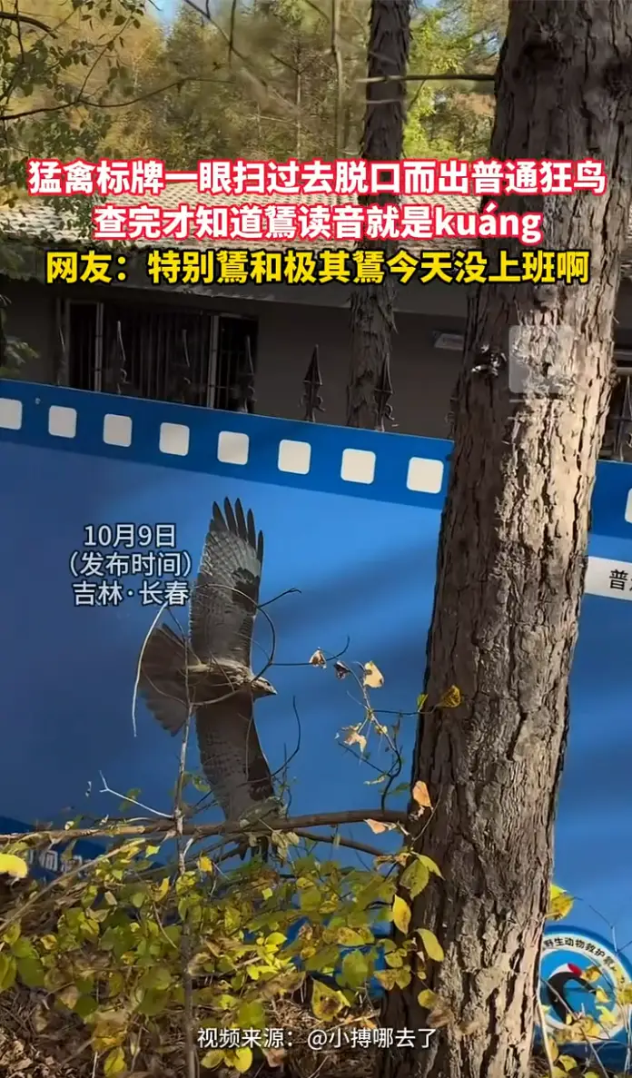 逛动物园看到猛禽标牌随口念成普通狂鸟 查证之后才发现“鵟”真的读kuáng 误打误撞读对了