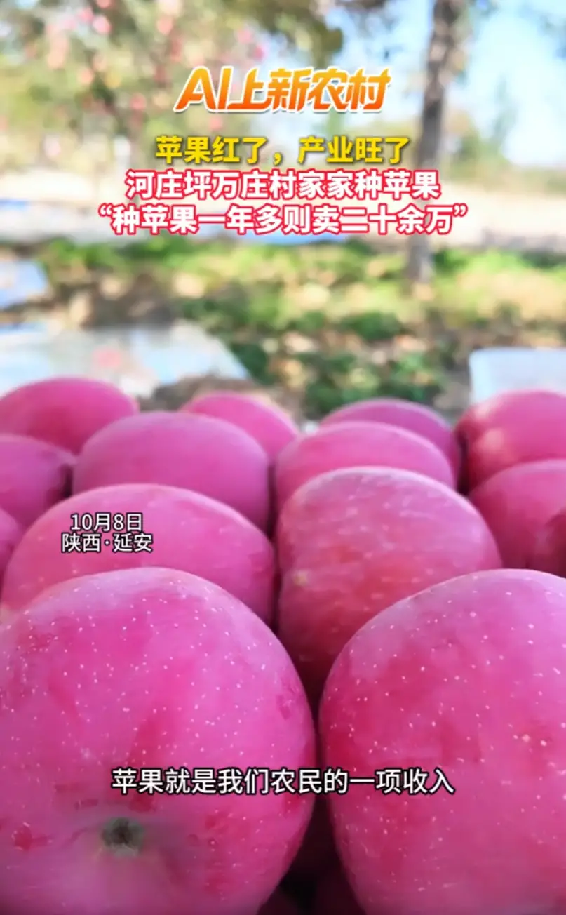 村里家家产业都是种苹果，少则一年卖五六万元，种的多的果农一年可以卖到二十余万元