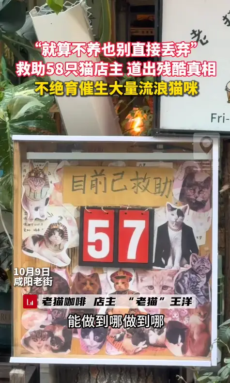 “就算不养也别直接丢弃” 不绝育催生大量流浪猫