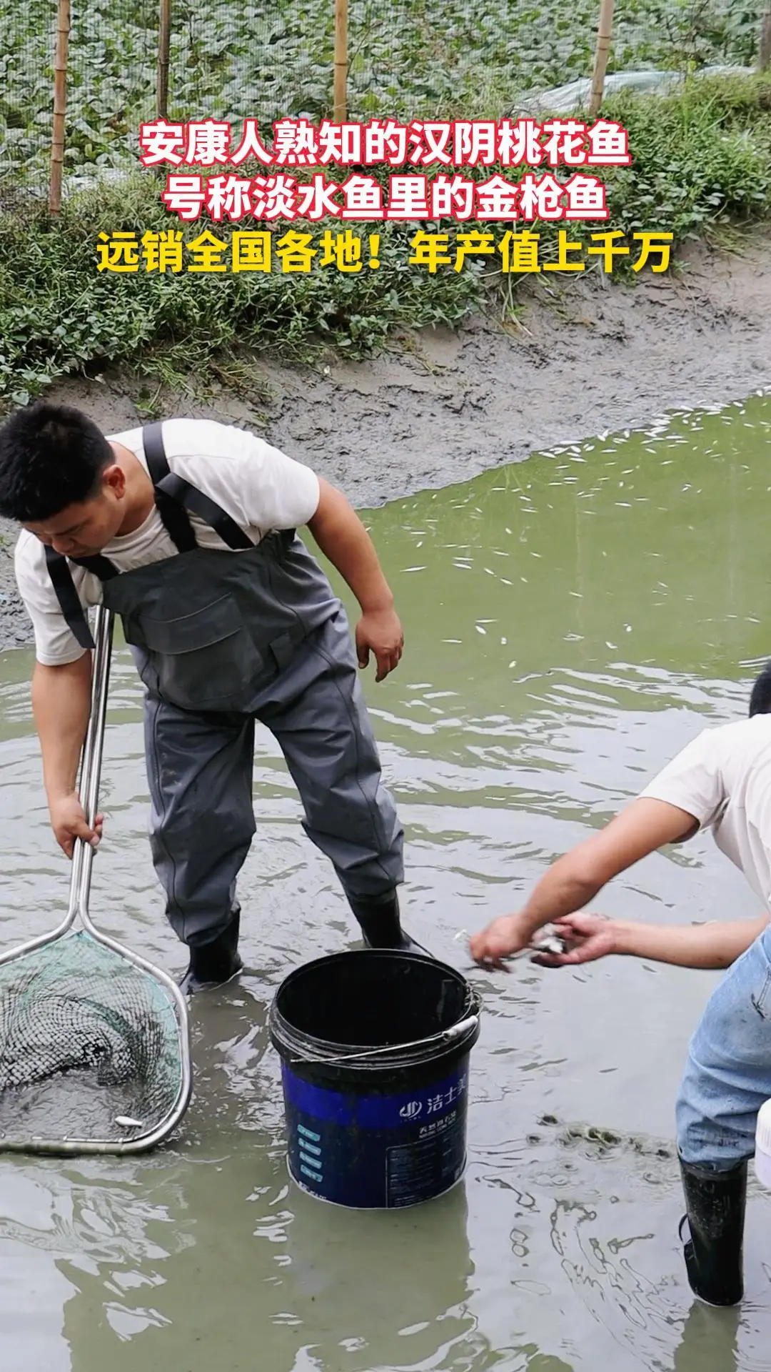 安康人熟知的汉阴桃花鱼，号称淡水鱼里的金枪鱼！远销全国各地