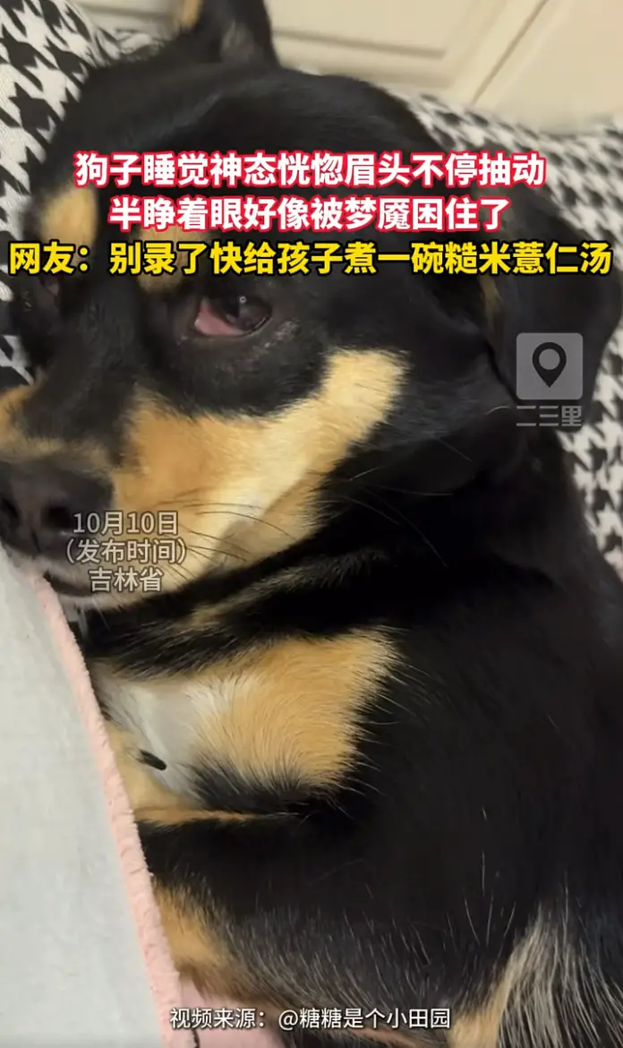 小狗睡觉眉头不停抽动，半睁着眼梦里不知道在经历什么。