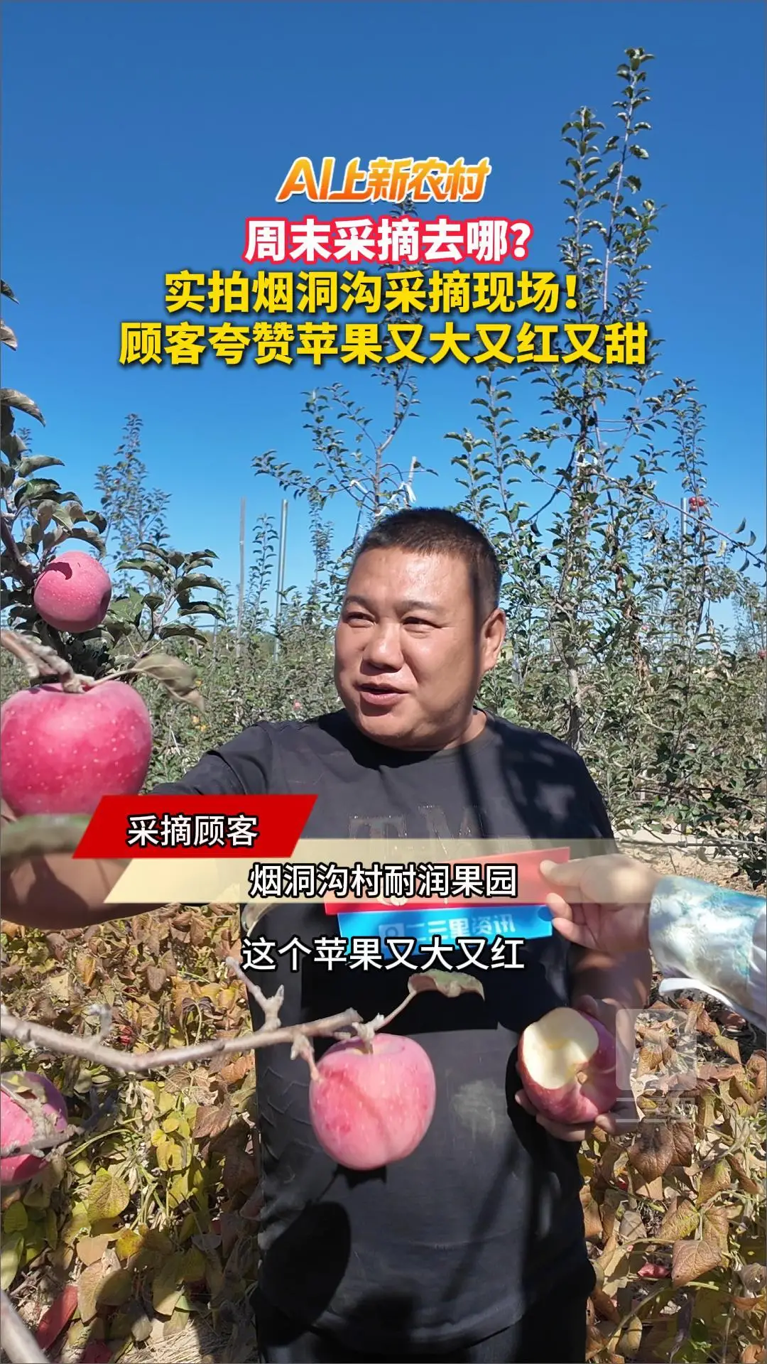 周末采摘去哪？ 实拍烟洞沟采摘现场！ 顾客夸赞苹果又大又红又甜