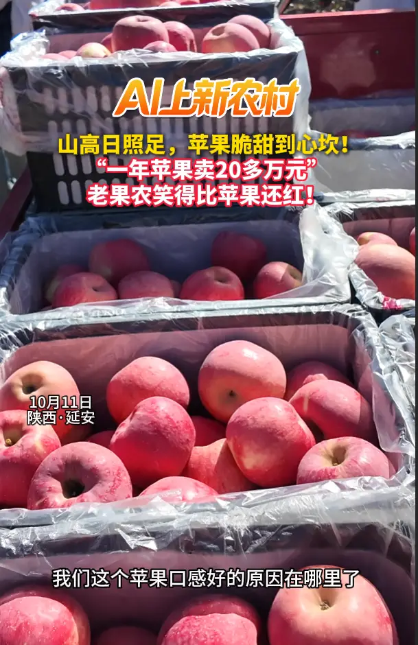  山高日照足，苹果脆甜到心坎！ “一年苹果卖20多万元” 老果农笑得比苹果还红！