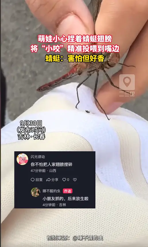 遇上劲敌了！萌娃捏着蜻蜓翅膀，将“小咬”递到嘴边 