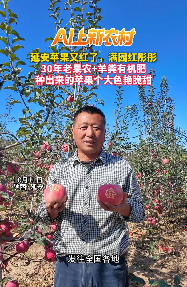 延安苹果又红了，满园红彤彤 30年老果农+羊粪有机肥 种出来的苹果个大色艳脆甜