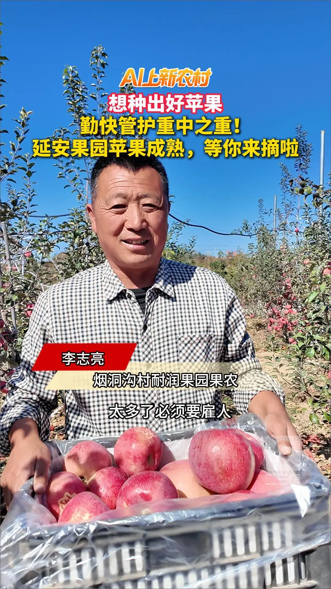 想种出好苹果，勤快管护重中之重！延安果园苹果成熟，等你来摘啦