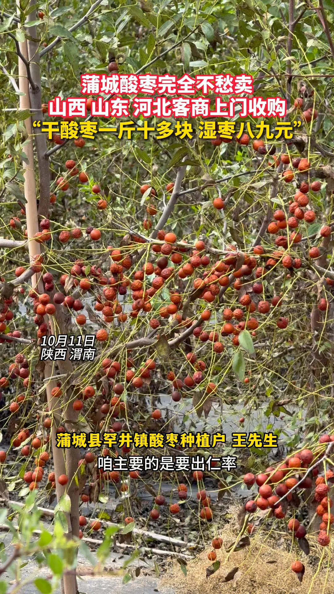 蒲城酸枣完全不愁卖 山西 山东 河北客商上门收购 “干酸枣一斤十多块 湿枣八九元”