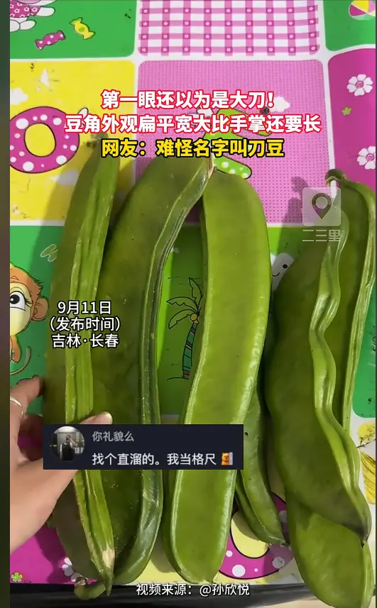 这种豆角外形酷似超长蛋挞，个头远超手掌
