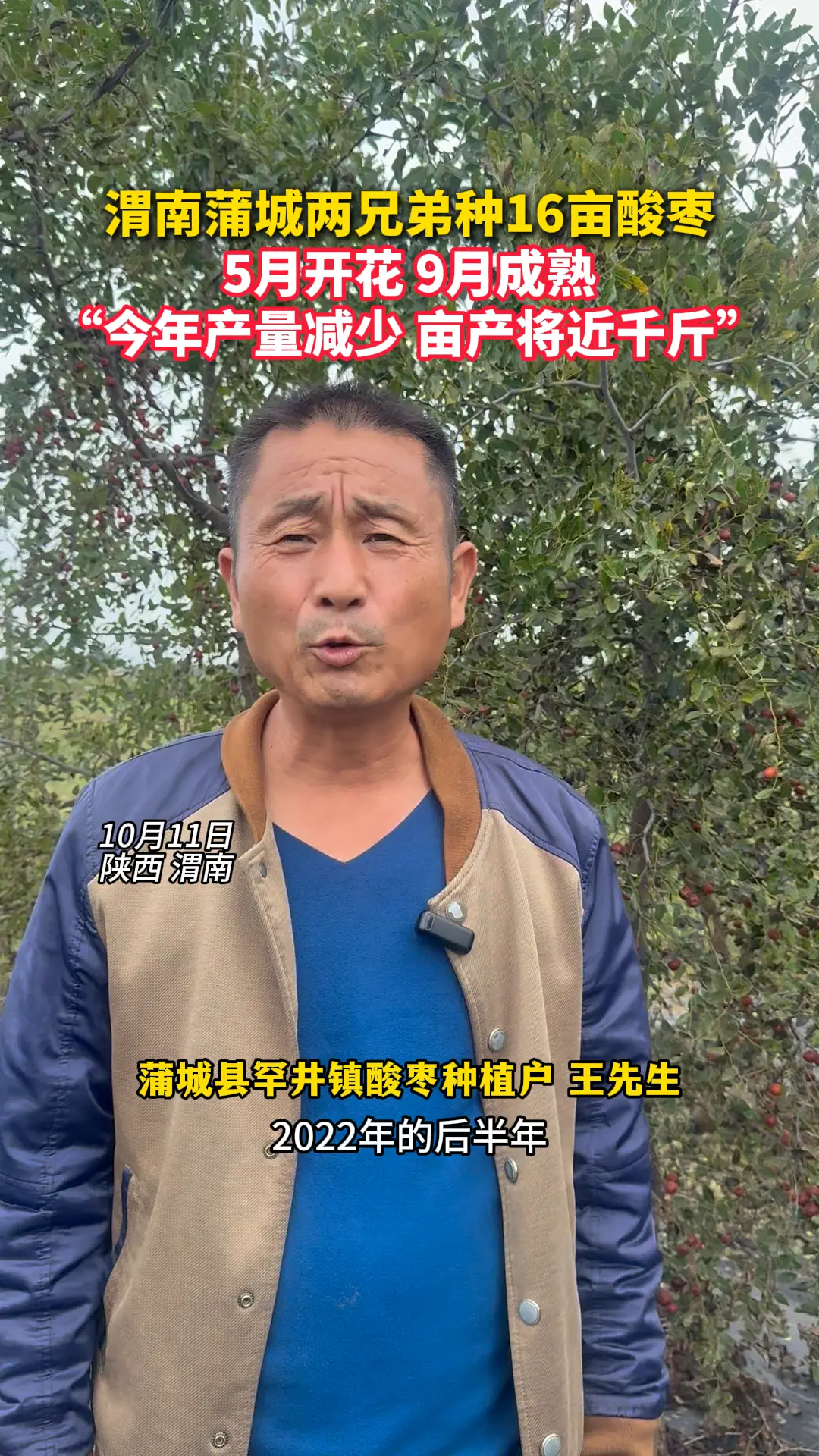 渭南蒲城两兄弟种16亩酸枣 5月开花 9月成熟 “今年产量减少 亩产将近千斤”
