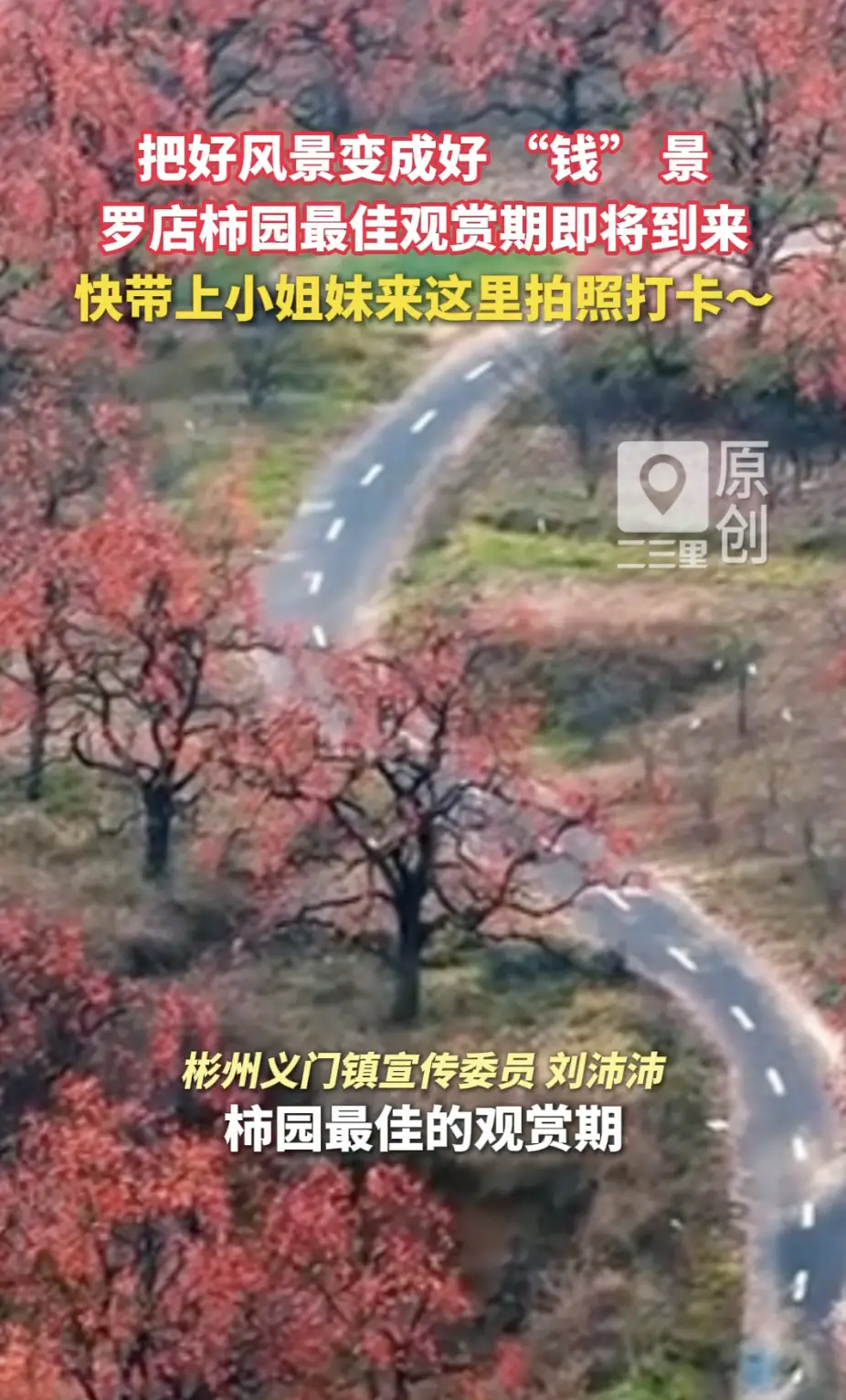 陕西彬州藏着一处秋日宝藏打卡地！义门镇罗店柿园！