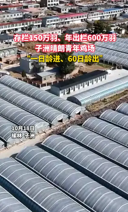 存栏150万羽、年出栏600万羽 子洲晴朗青年鸡场 “一日龄进、60日龄出”