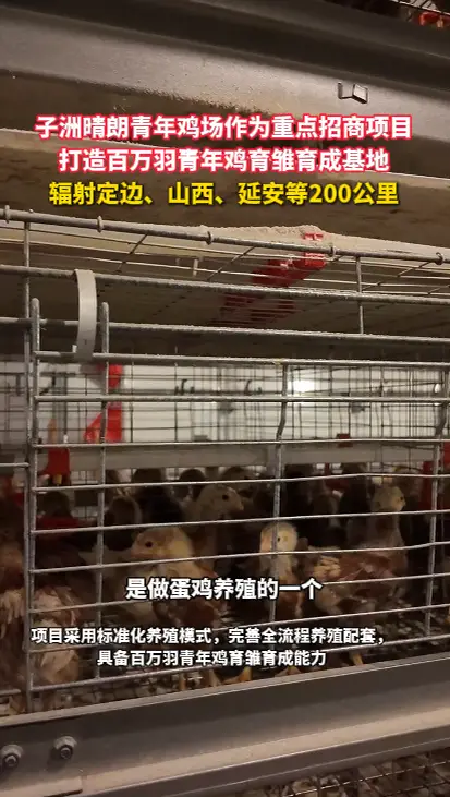 子洲晴朗青年鸡场作为重点招商项目 打造百万羽青年鸡育雏育成基地 辐射定边、山西、延安等200公里