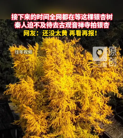 秦人迫不及待去古观音禅寺拍银杏，网友：还没太黄，再看再报！